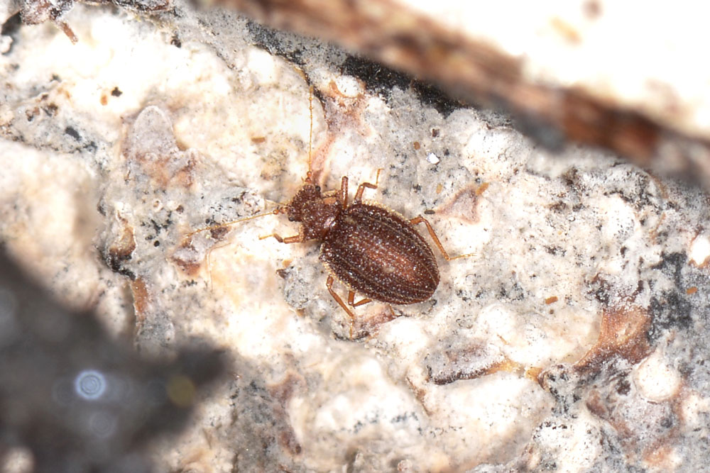 Dasycerus sulcatus - Staphylinidae